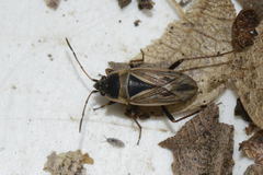 Xanthochilus