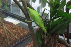 Heteropteryx dilatata