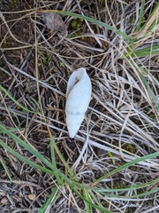 Euglandina rosea