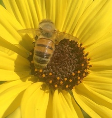 Apis mellifera