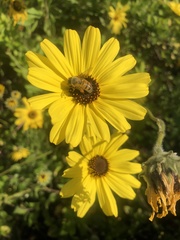Apis mellifera