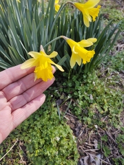 Narcissus