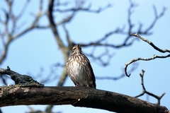 Turdus iliacus