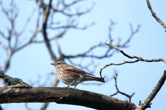 Turdus iliacus