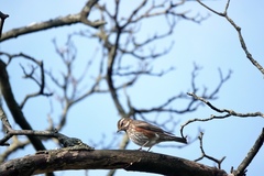 Turdus iliacus