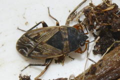 Trapezonotus arenarius