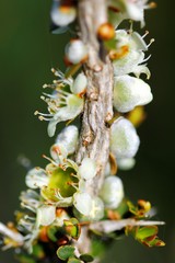 Leptospermum spinescens