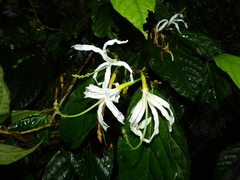 Quararibea guianensis