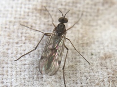 Sylvicola punctatus