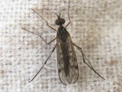 Sylvicola punctatus