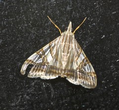 Agrioglypta zelimalis