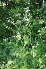 Chaerophyllum bulbosum
