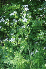 Chaerophyllum bulbosum