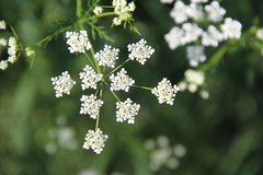 Chaerophyllum bulbosum