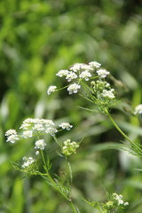 Chaerophyllum bulbosum