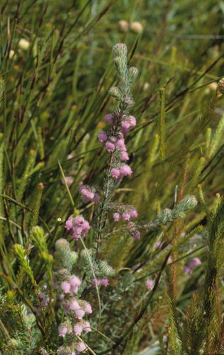 Image of Erica amoena by (c) Tom Lloyd Evans, some rights reserved (CC BY-SA)