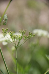 Chaerophyllum bulbosum