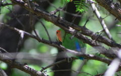 Agapornis roseicollis