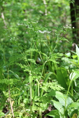 Chaerophyllum bulbosum
