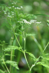 Chaerophyllum bulbosum