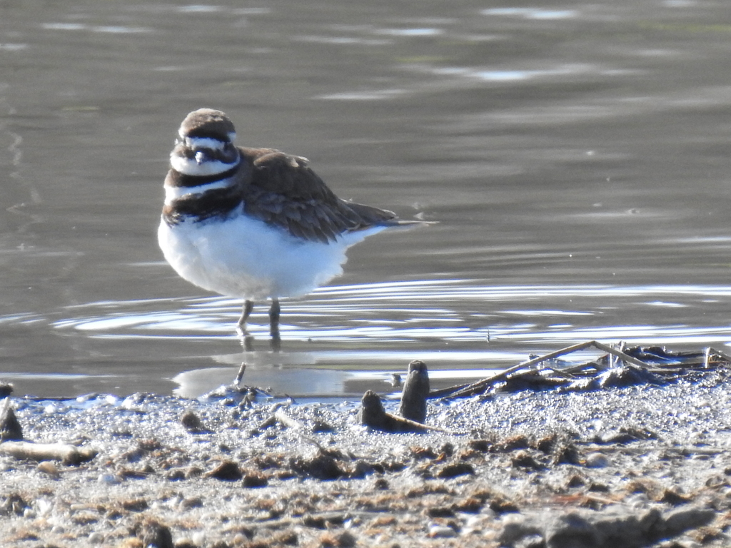 Killdeer from Fort Worth, TX, USA on March 06, 2021 at 1028 AM by