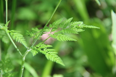 Chaerophyllum bulbosum