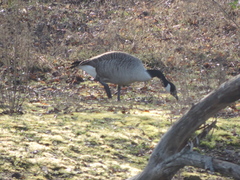 Branta canadensis