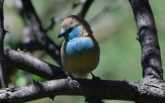 Uraeginthus angolensis