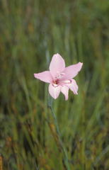 Gladiolus ornatus