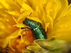 Psilothrix viridicoerulea