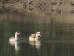 Alopochen aegyptiaca