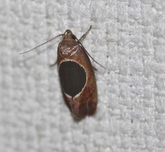 Hoplomorpha abalienella