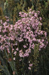 Erica palliiflora