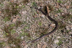 Farancia erytrogramma erytrogramma