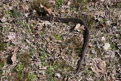 Farancia erytrogramma erytrogramma