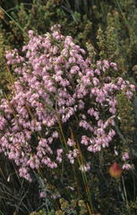 Erica palliiflora