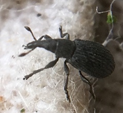 Perapion curtirostre