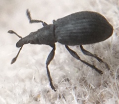 Perapion curtirostre