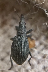 Perapion curtirostre