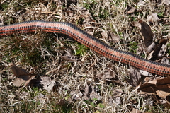 Farancia erytrogramma erytrogramma