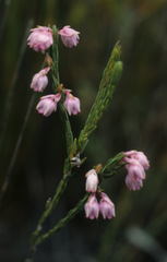 Erica palliiflora