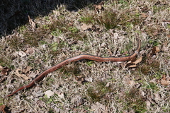 Farancia erytrogramma erytrogramma