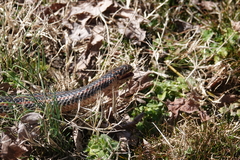 Farancia erytrogramma erytrogramma