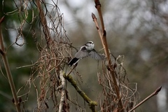 Aegithalos caudatus