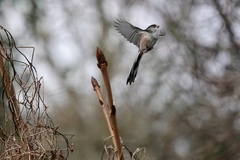 Aegithalos caudatus