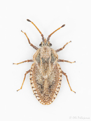 Lasiacantha capucina