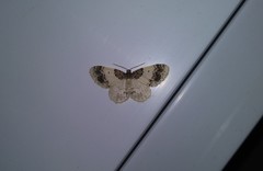 Hydrelia condensata