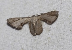 Phazaca leucocephala