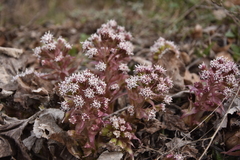 Petasites paradoxus