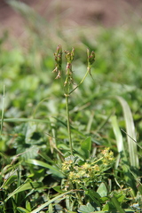 Vicatia coniifolia